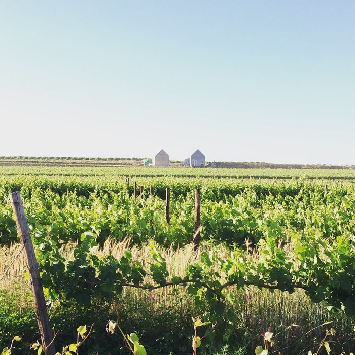 Vredendal Rural Farm For Sale: Boutique winery, 11.13 hectares, established market.