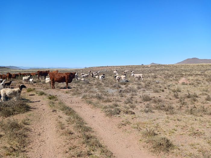 Farm for Sale in Tarkastad Central: 1567 ha, water access, livestock-ready, infrastructure.