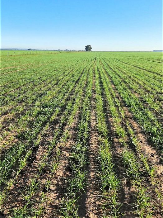 For Sale: Hopefield Central Farm with 600 hectares, off-grid power, and water access.