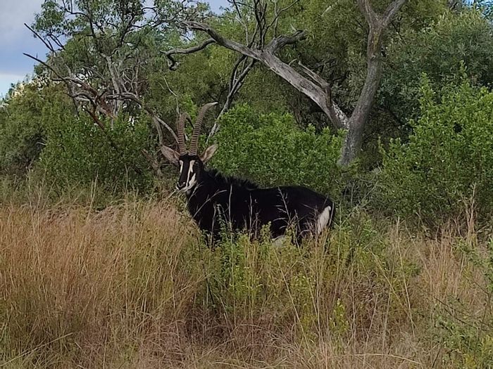 Vacant Land Residential in Swartruggens Central For Sale - 9928m², wildlife, water supply.