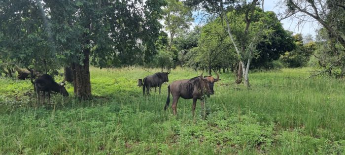 Vacant Land For Sale in Hazyview Central: Nature estate, utilities, security, views.