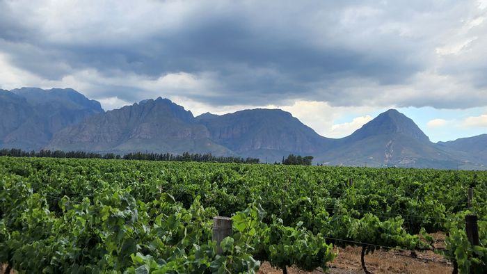 Paarl Central Farm For Sale: 42ha with grapes, irrigation, and housing.