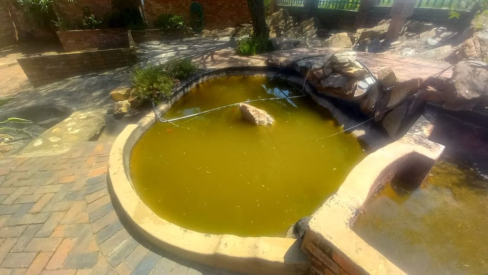 Koi pond