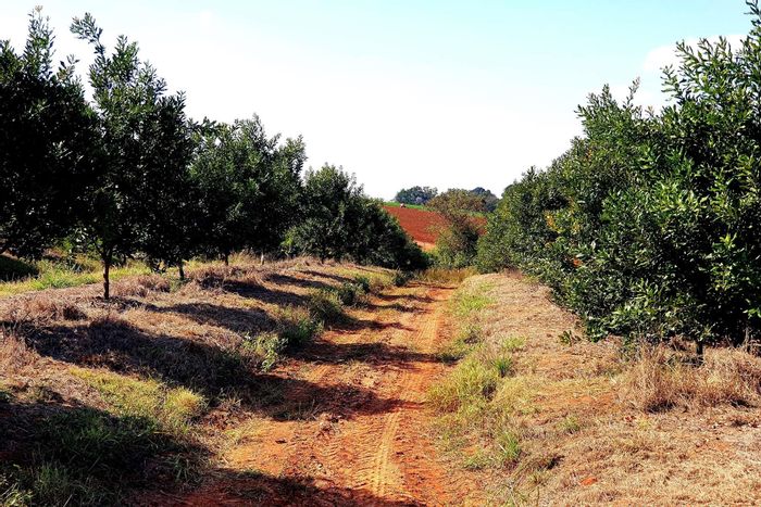 For Sale: Tzaneen Rural Farm with macadamia, avocado, mango trees, and irrigation.