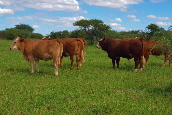 For Sale: Farm in Louis Trichardt Central with extensive grazing, game, and facilities.