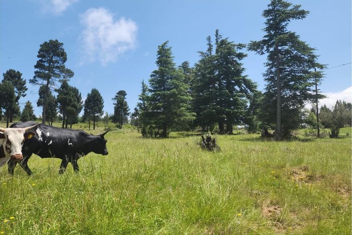 Swinburn For Sale: 19102 m² vacant land for sustainable farming and nature living.
