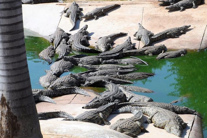 Profitable farm in Mookgopong Central for sale, featuring crocodile production and amenities.