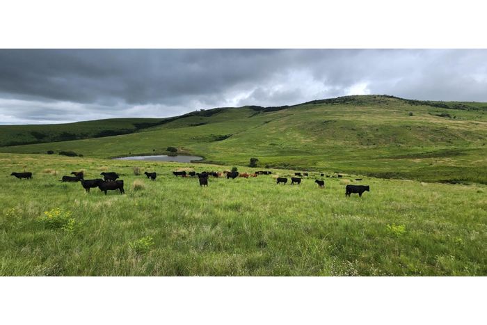 For Sale: 2522ha Farm in Mooi River Central with cattle, crops, and infrastructure.