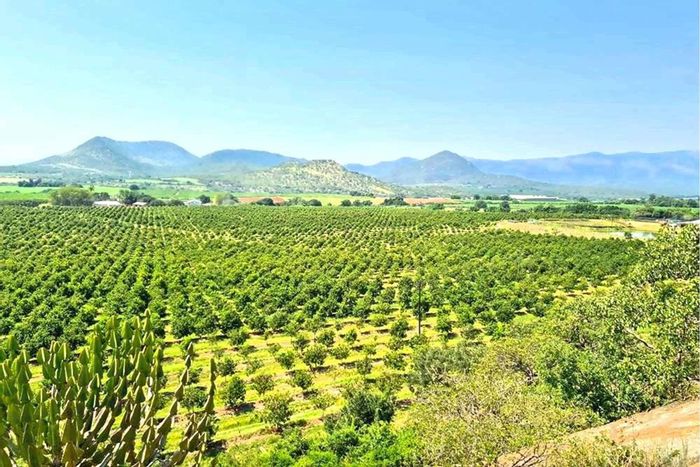 For Sale: 54-hectare Macadamia Farm in Malelane Rural with irrigation, water rights, and housing.