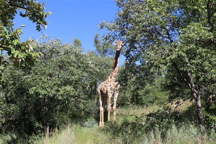 Vacant Land Residential in Bela Bela Rural: Wildlife estate, panoramic views, secure living. For Sale.