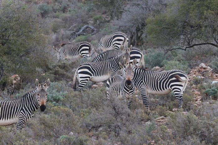 Vacant Land Residential For Sale in Ladismith Rural: Off-grid lifestyle, wildlife, and privacy.