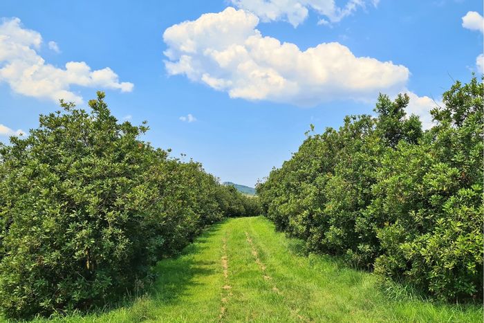For Sale: 30-hectare macadamia farm in Nelspruit Rural with extensive irrigation and infrastructure.
