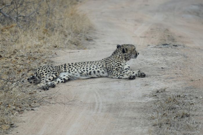 Vacant Land Residential in Moditlo Wildlife Estate For Sale, wildlife views, fully serviced.