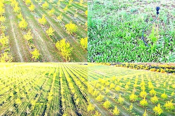 Hartswater Rural Farm For Sale: 28.79 hectares with pecan trees and irrigation rights.