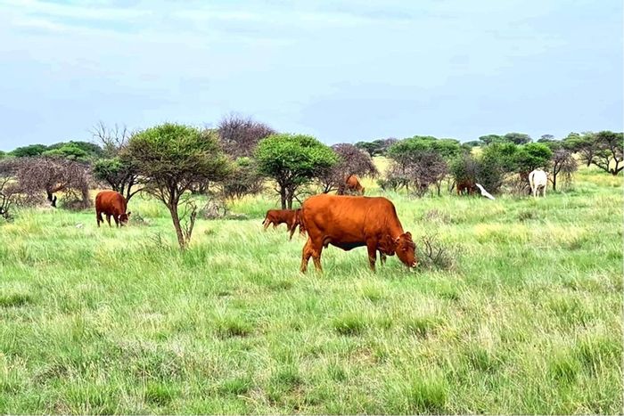 For Sale: 856-hectare Vergenoeg farm with game, cattle, and infrastructure.