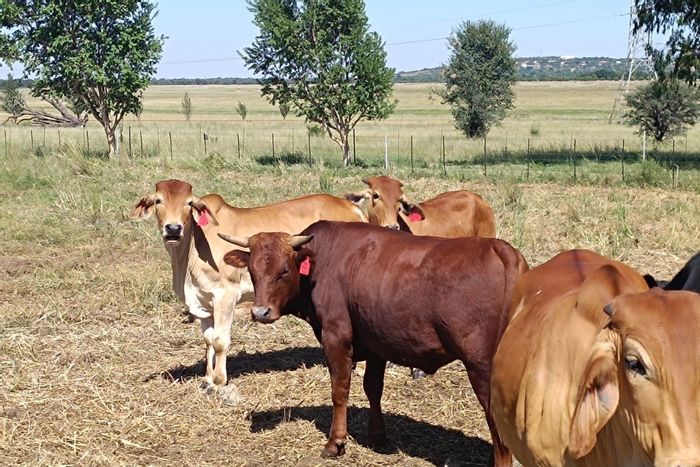 For Sale: Doringkruin Farm with pecan trees, cattle feedlot, and secure amenities.