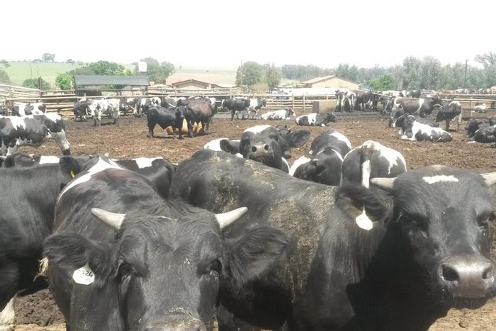 Profitable feedlot farm with irrigation rights, cattle, and extensive facilities in Onverwacht.