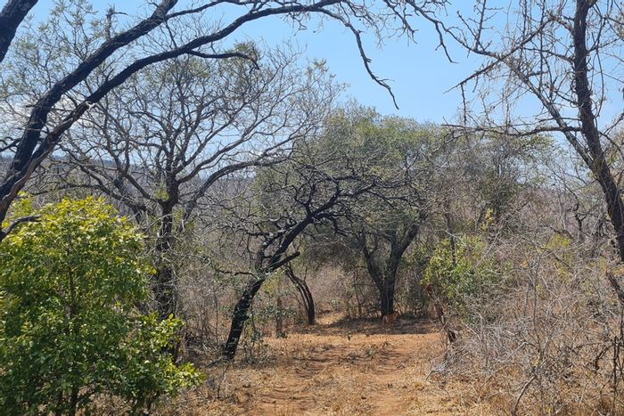 For Sale: 500 ha Farm in Modjadjiskloof Central with water supply and grazing land.