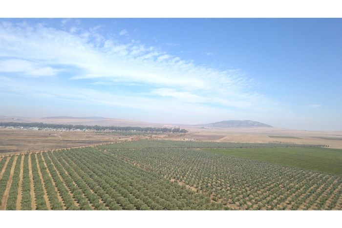 For Sale: Darling Central Farm with olive production, solar power, and ample water resources.