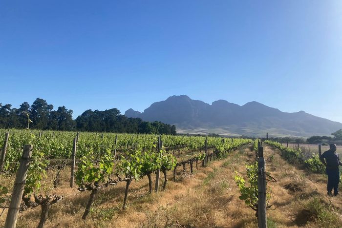 Paarl South Farm For Sale: 230,000m² with water rights, vineyards, and redevelopment potential.