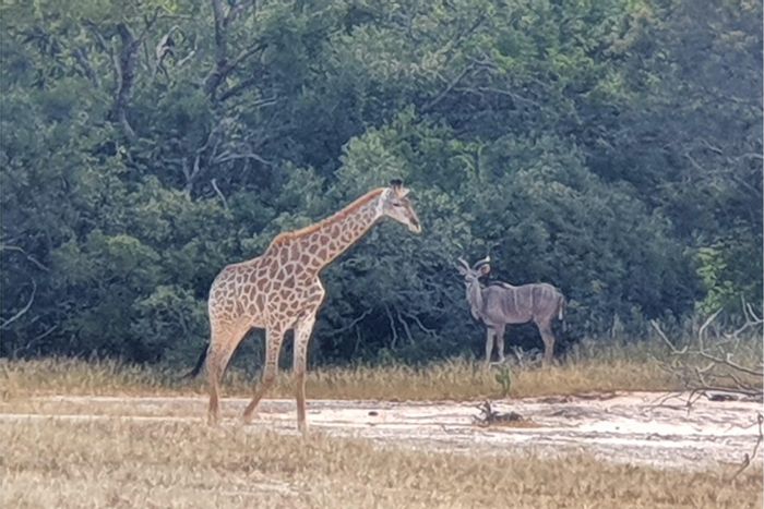 Vacant Land Residential for Sale in Moditlo Wildlife Estate: Wildlife, views, fully serviced.