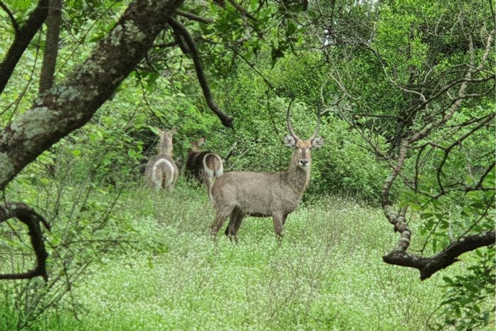 Vacant Land Residential in Moditlo Wildlife Estate For Sale, wildlife views, fully serviced.
