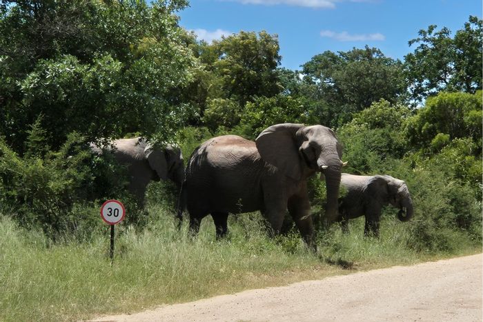 Vacant Land Residential For Sale in Moditlo Wildlife Estate with wildlife views and amenities.