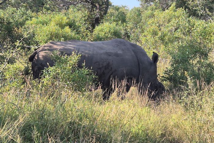 Vacant Land Residential For Sale in Moditlo Wildlife Estate with wildlife views and amenities.