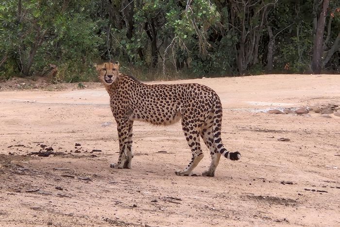 Vacant Land Residential For Sale in Moditlo Wildlife Estate with wildlife views and amenities.