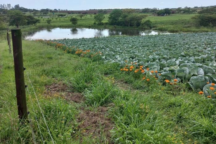 Ottos Bluff Farm To Rent: 8 bedrooms, borehole, ample water storage, staff quarters.