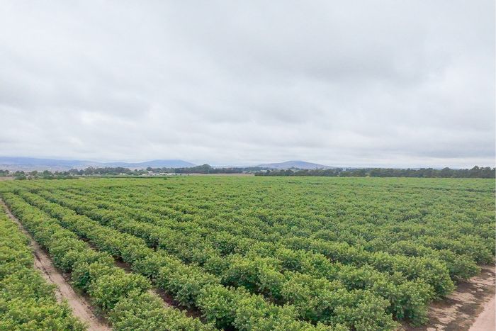 75-Hectare Farm For Sale in Joostenbergvlakte with Development Potential and Income-Generating Orchards.