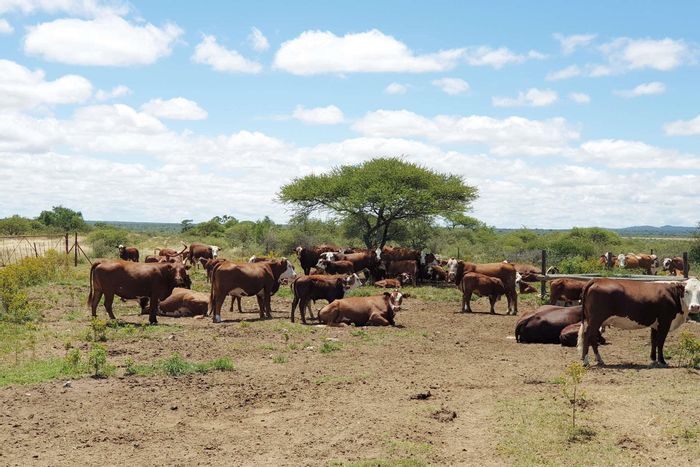 Cattle farm for sale in Polokwane Central, 8 camps, game fenced, accessible.