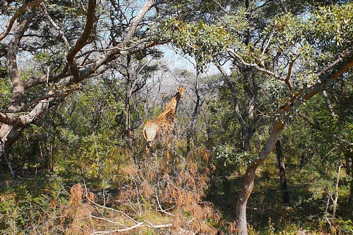 For Sale: 454 ha Farm in Buffelsdoorns AH with hunting, butchery, and taxidermy.