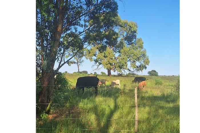 For Sale: Klerksdorp Rural Farm with two homes, barns, boreholes, and swimming pool.