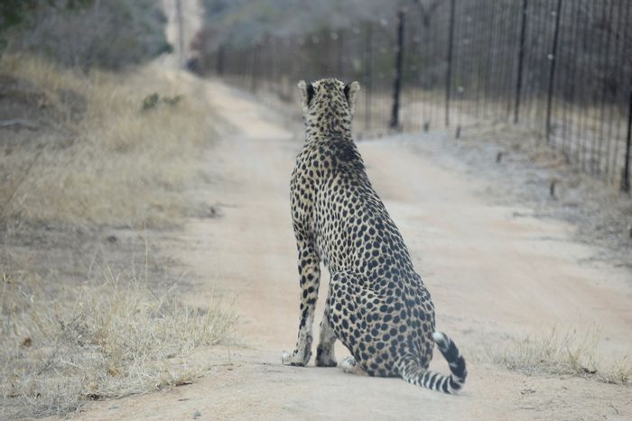 Vacant Land Residential For Sale in Moditlo Wildlife Estate, wildlife-rich and fully serviced.