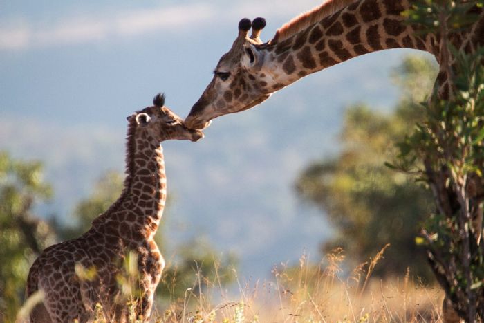 Hills View Farm For Sale: Versatile land with wildlife, hunting, and eco-tourism potential.