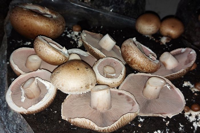 Farm for Sale in Krokodildrift AH: Established mushroom operation with residential facilities and irrigation.