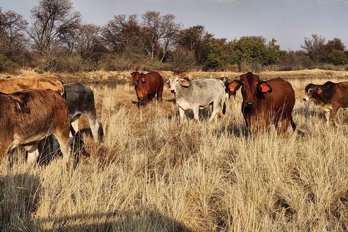 Farm for sale in Klerksdorp Rural: 1.76 million m², livestock enclosures, boreholes.