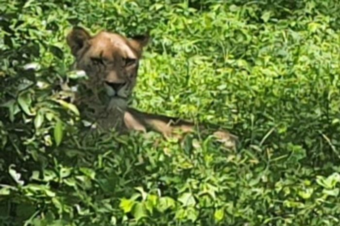 Vacant Land Residential for Sale in Moditlo Wildlife Estate, wildlife access, fully serviced.