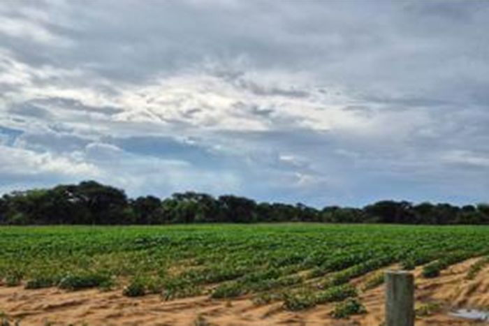 For Sale: 81.88ha farm in Hoopstad Central with off-grid living, game, and livestock.