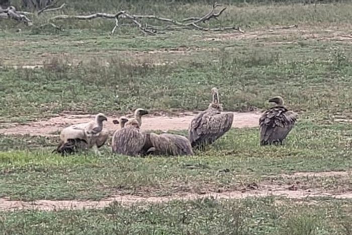 Vacant Land Residential For Sale in Moditlo Wildlife Estate with wildlife access and amenities.