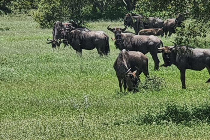 Vacant Land Residential in Moditlo Wildlife Estate For Sale, wildlife views, fully serviced.