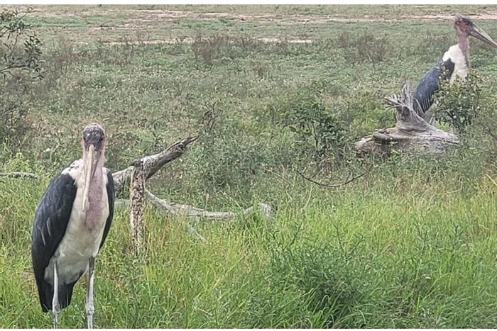 Vacant Land Residential in Hoedspruit Central, For Sale: Wildlife views, riverbed access.