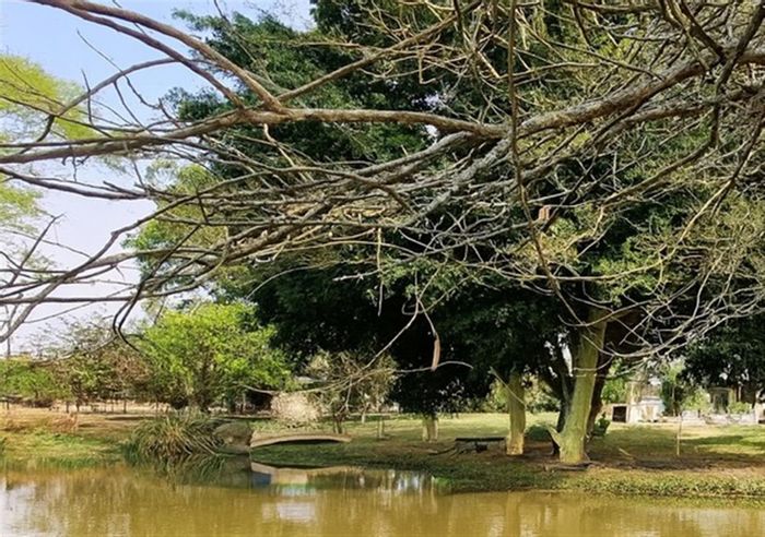 For Sale: Farm in White River AH with macadamias, poultry, and water rights.