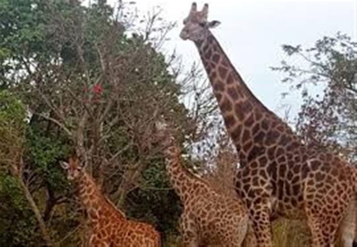 Vacant Land for Sale in Wild Fig Country Estate with 24-hour security access.