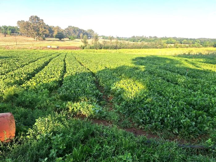 Farm for Sale in Meyerton Rural: Riverfront, 34.26 hectares, diverse agricultural potential.