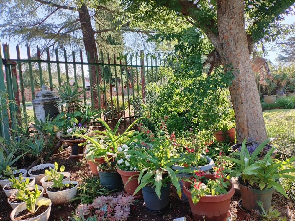 Garden with various plants