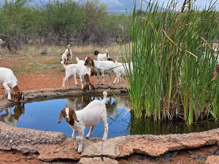 Farm for Sale in Louis Trichardt Rural: Off-Grid, Livestock Operation, 275Ha Potential