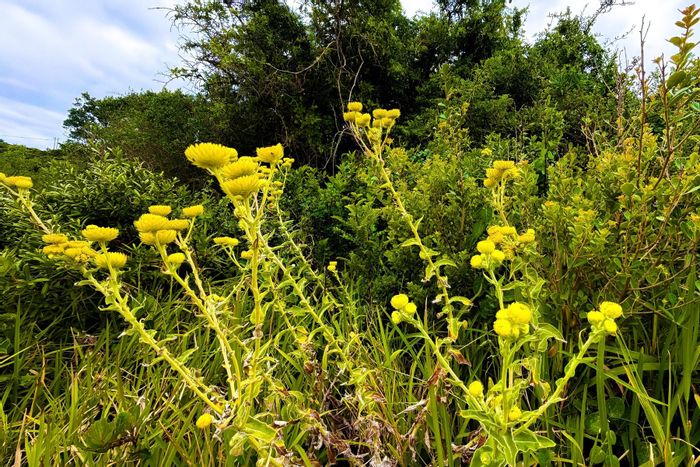 Vacant Land Residential for Sale in Blue Horizon Bay - 831sqm, possible ocean views.