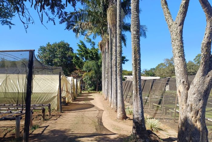 House for Sale in Louis Trichardt Central: Spacious, ideal for family living.